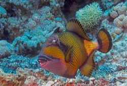 Titan Triger Fish. Taken very carefully as he looked a li... by Simon Reynolds 